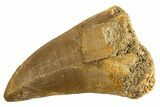 Fossil Mosasaur (Thalassotitan) Tooth - Morocco #332967-1